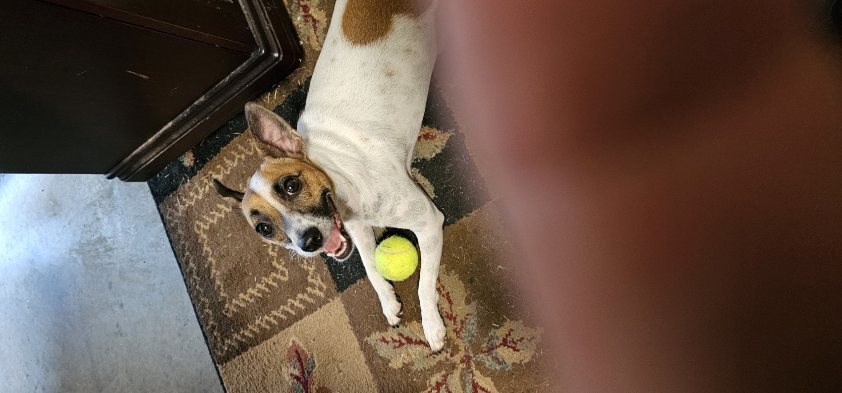 Keeping her tennis ball close after playtime.
