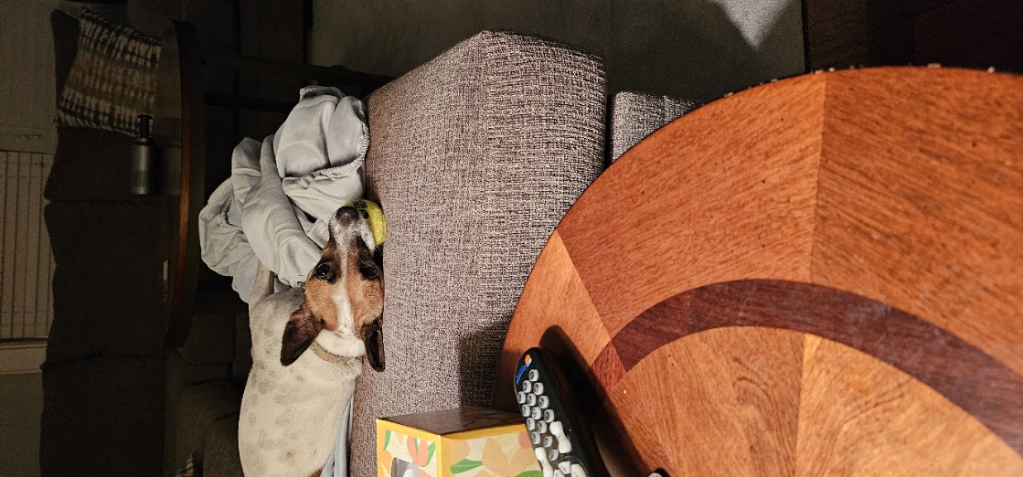 Comfortable on the couch and keeping an eye on things.